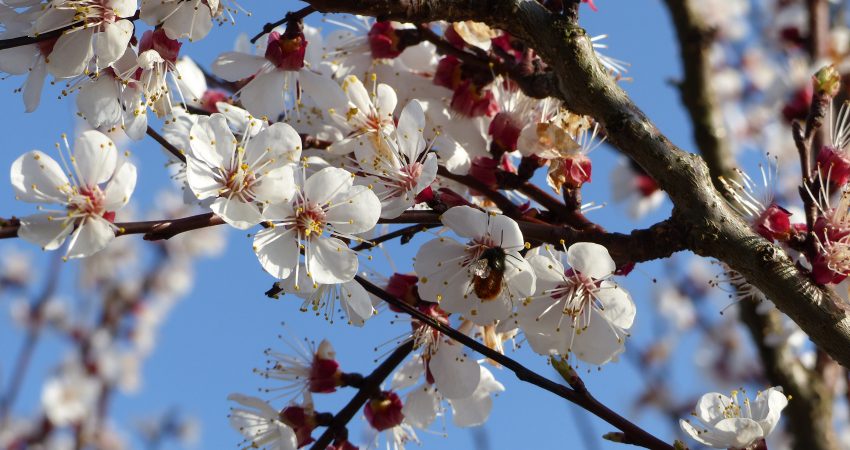 Einzelne Blüten eines Aprikosenbaums mit Biene