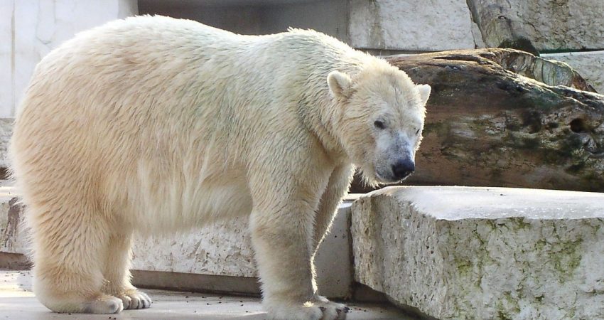 Eisbaer im Zoo